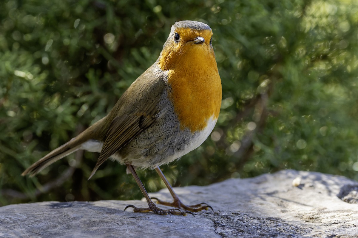 European Robin - ML644579405