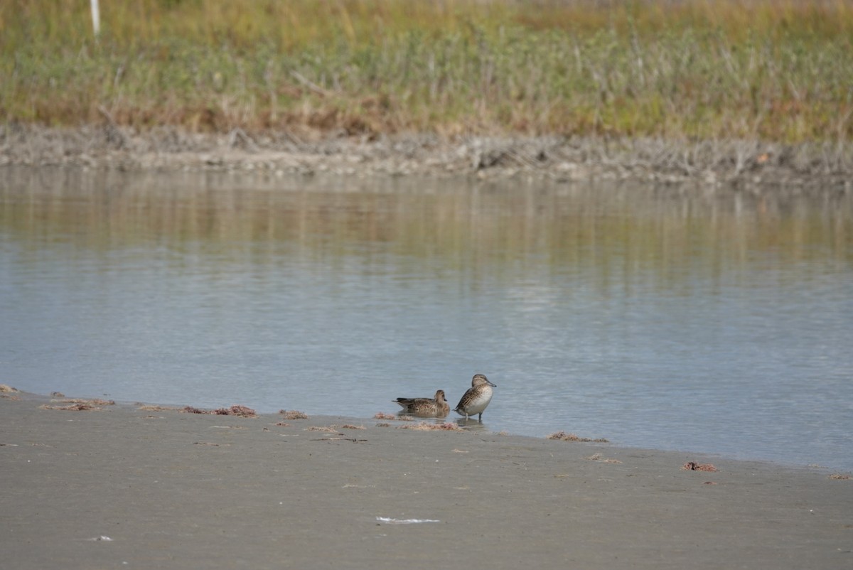 Cerceta Aliazul - ML644579411