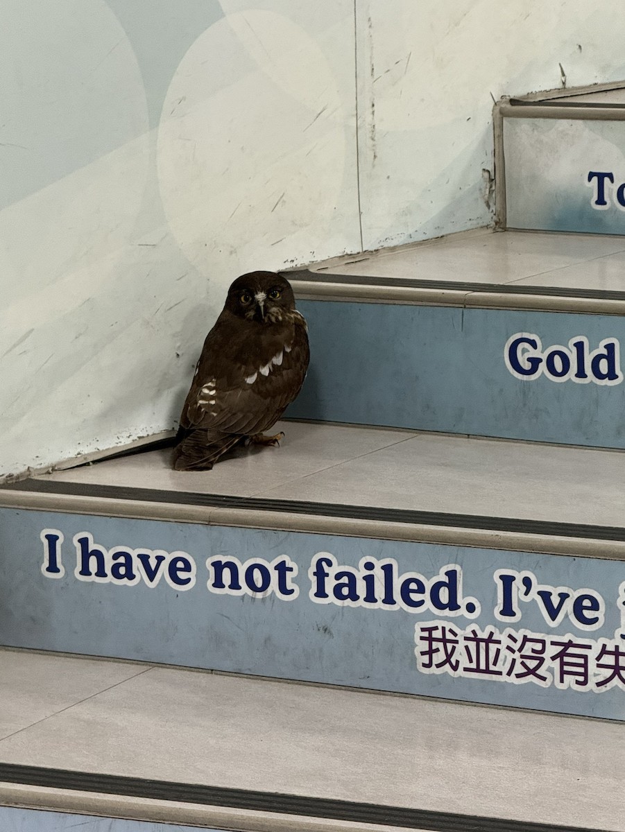 Northern Boobook - ML644579413