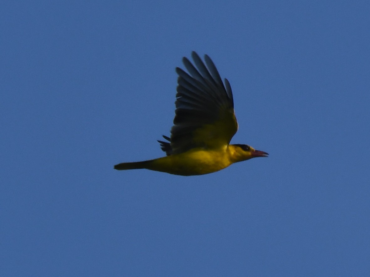 Black-naped Oriole - ML644579415