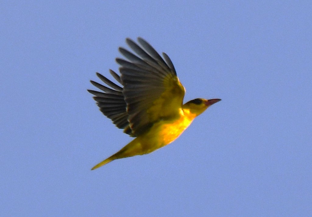 Black-naped Oriole - ML644579417