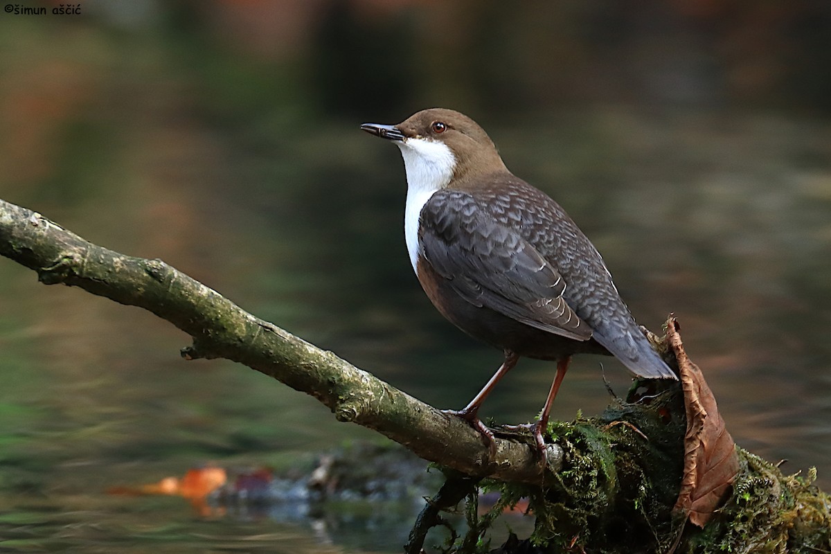 אמודאי הנחלים - ML644579422