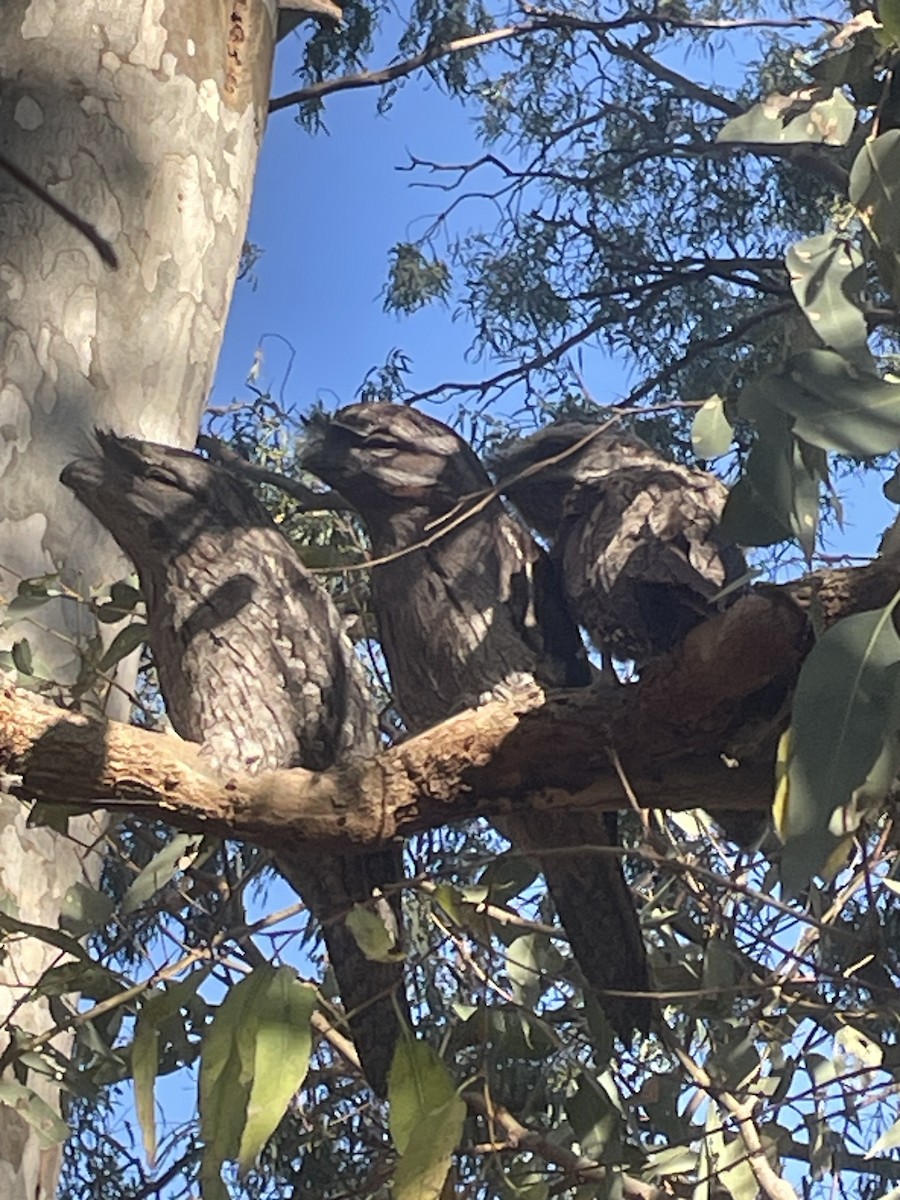 Tawny Frogmouth - ML644579429