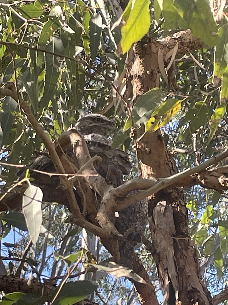 Tawny Frogmouth - ML644579430