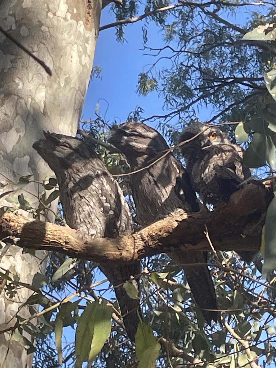 Tawny Frogmouth - ML644579431