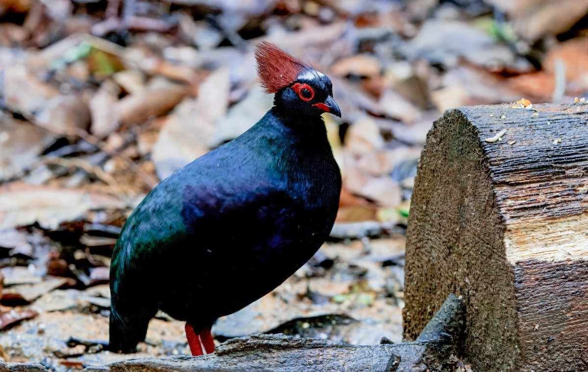 Crested Partridge - ML644579435