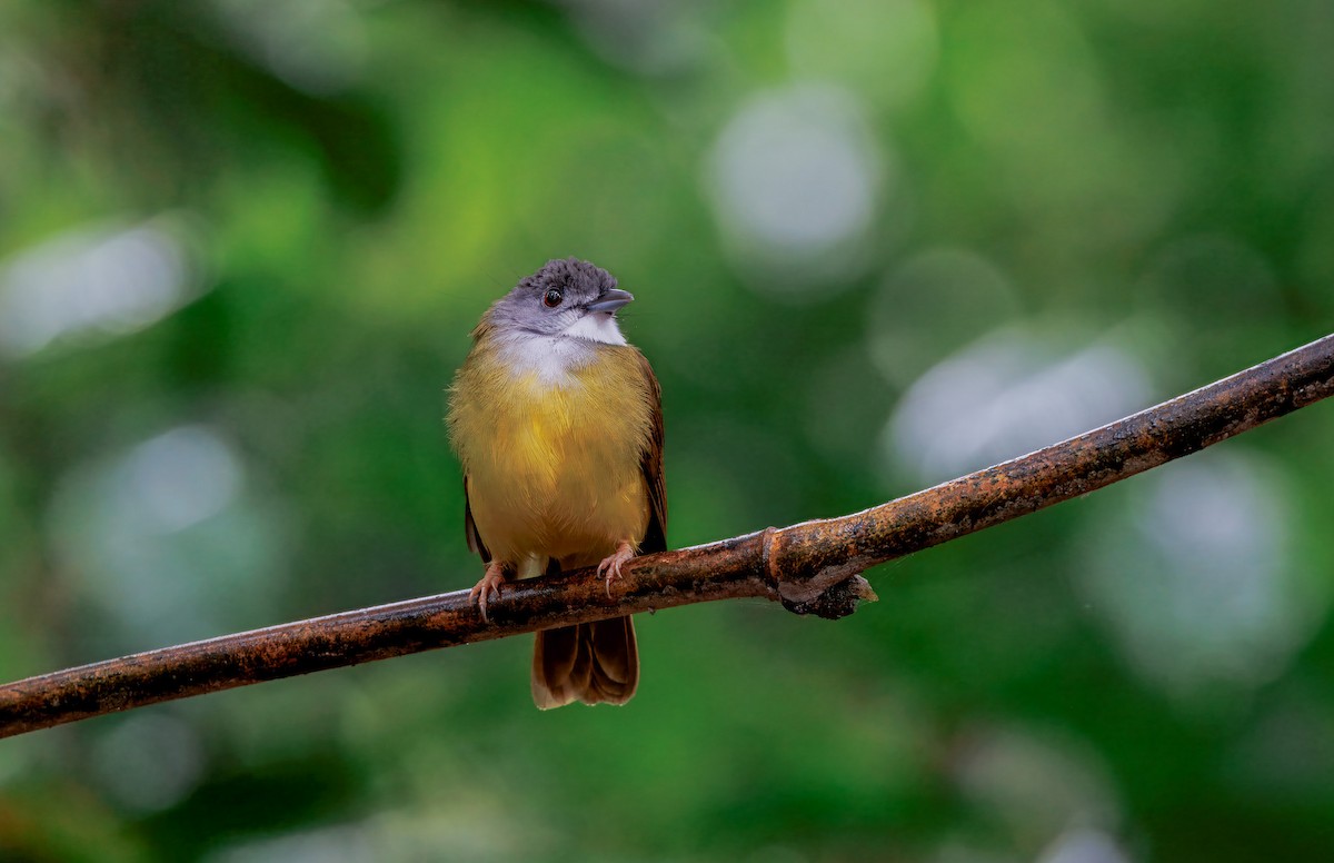 Yellow-bellied Bulbul - ML644579444