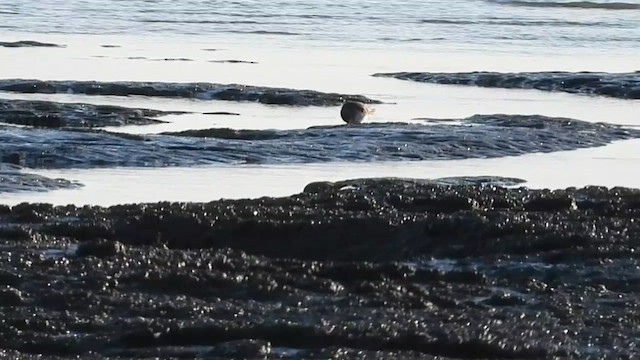 Dunlin - ML644579449