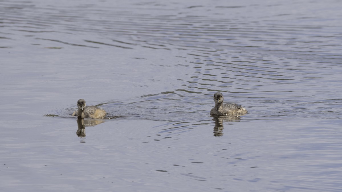 Австралийская поганка - ML644579451