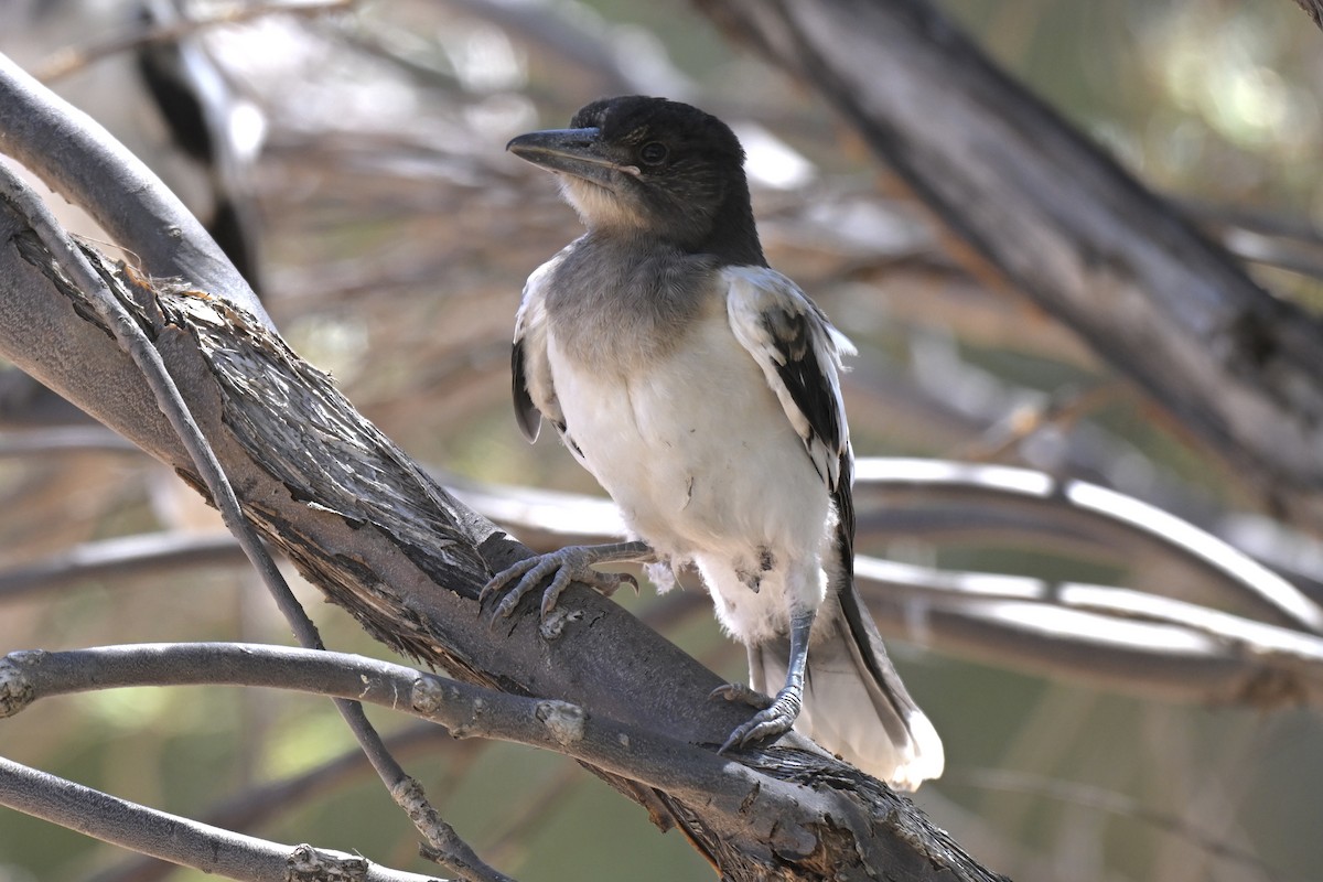 sangslakterfugl - ML644579452