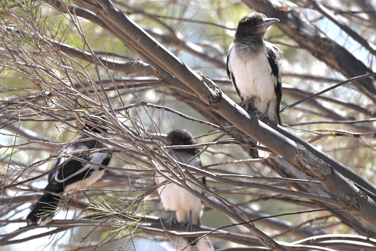 sangslakterfugl - ML644579453