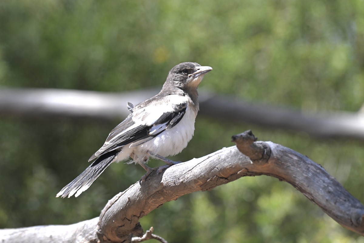 sangslakterfugl - ML644579454