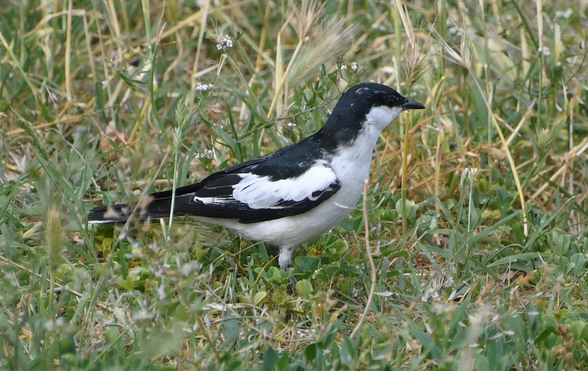 Oruguero Tricolor - ML644579455
