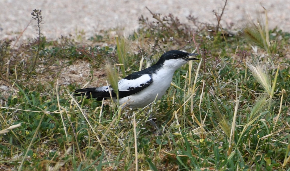 Oruguero Tricolor - ML644579456