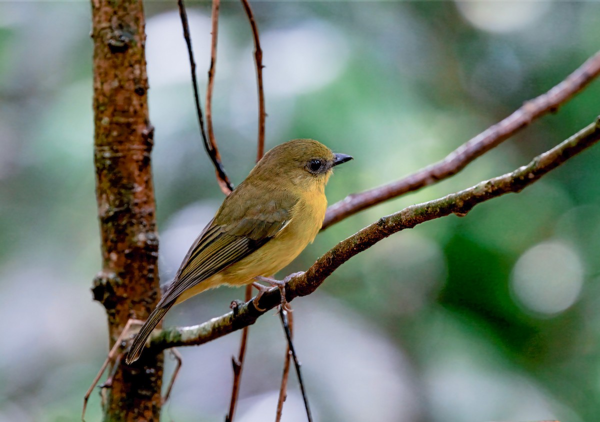 Bornean Whistler - ML644579466