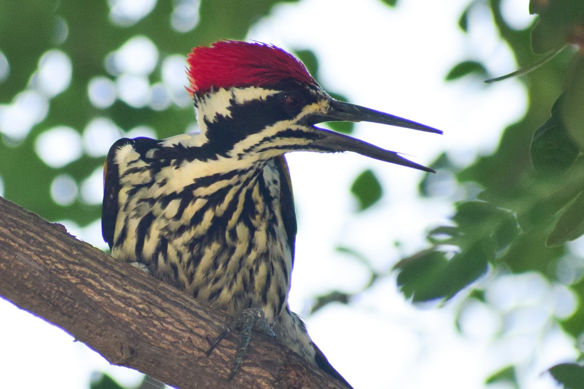 White-naped Woodpecker - ML644579468
