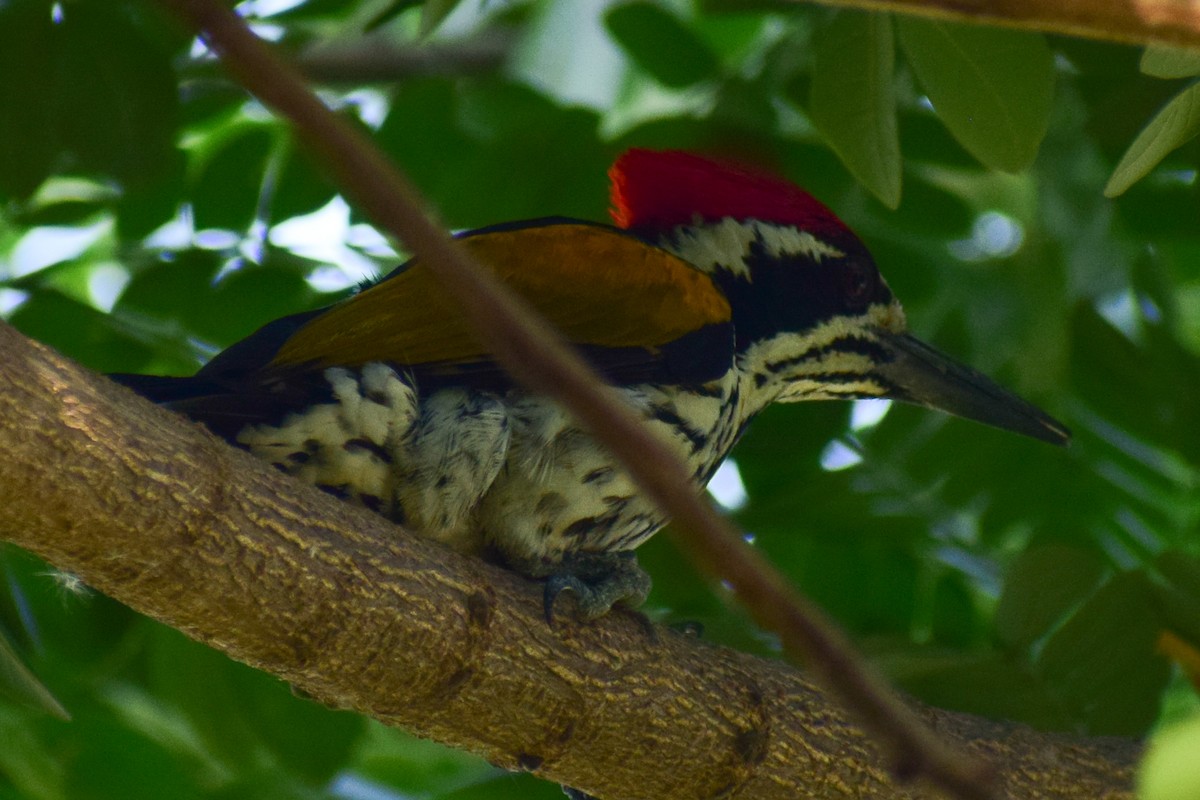 White-naped Woodpecker - ML644579469