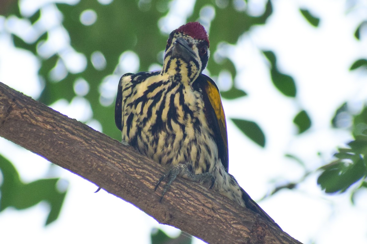White-naped Woodpecker - ML644579470