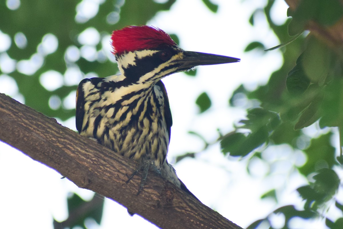 White-naped Woodpecker - ML644579471