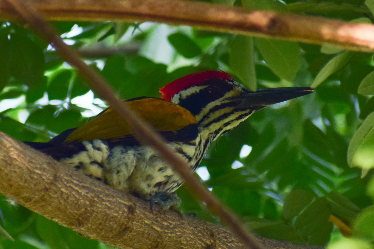 White-naped Woodpecker - ML644579472