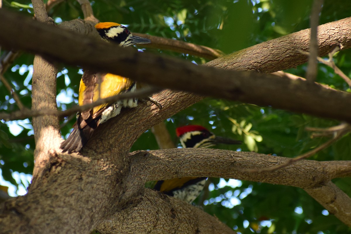 White-naped Woodpecker - ML644579474