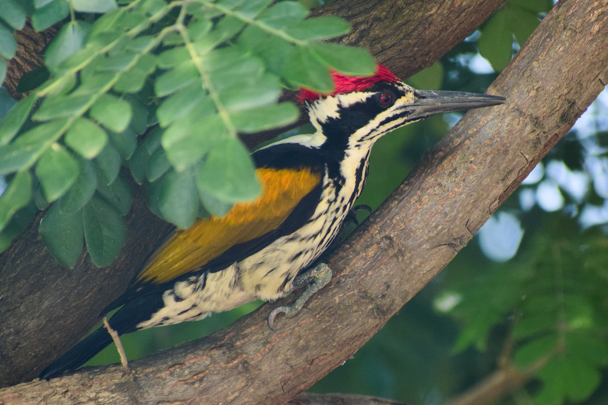 White-naped Woodpecker - ML644579476