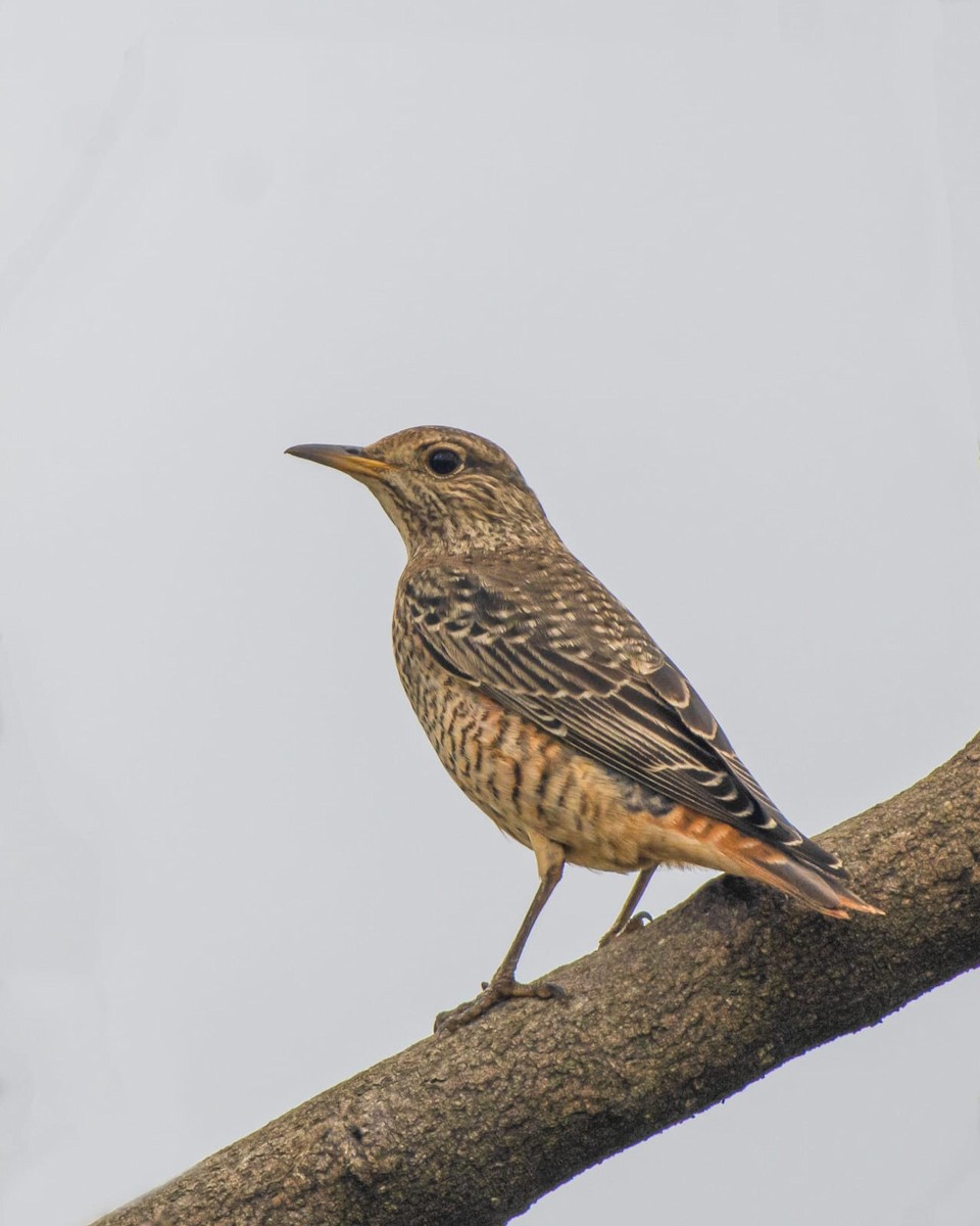 Harkaitz-zozo urdina - ML644579477