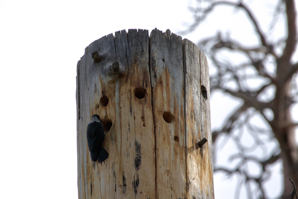 Lewis's Woodpecker - ML644579479