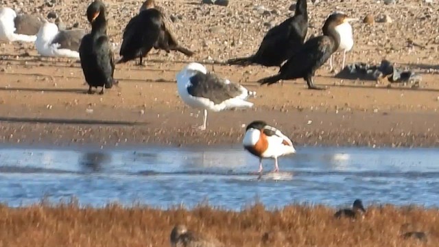 Great Black-backed Gull - ML644579482