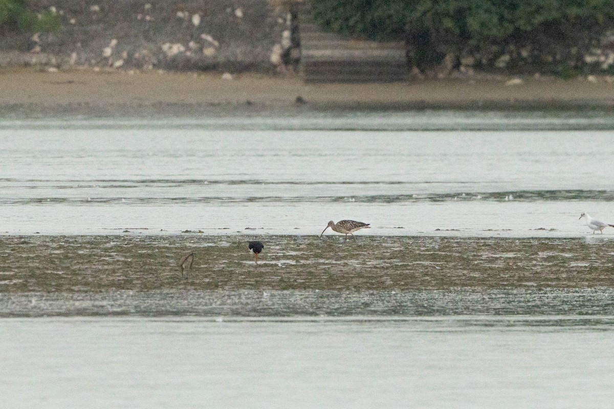 Eurasian Curlew - ML644579483