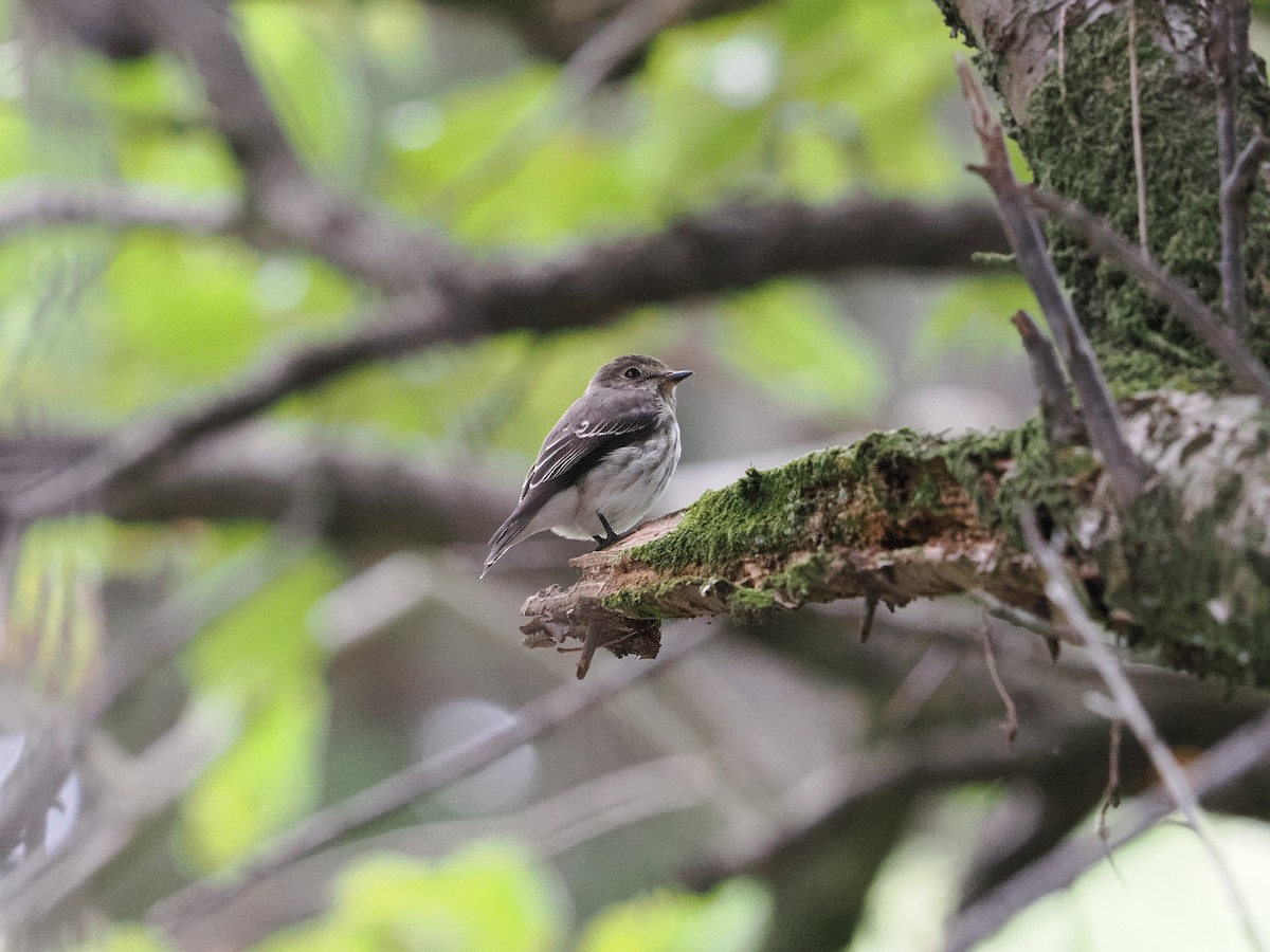 Шивэр намнаахай - ML644579498