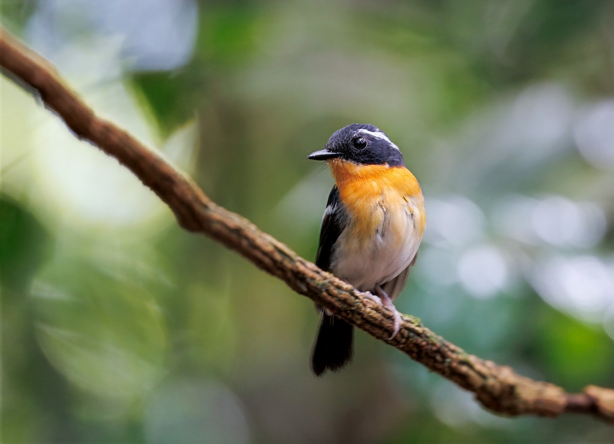 Spiegelschnäpper - ML644579501