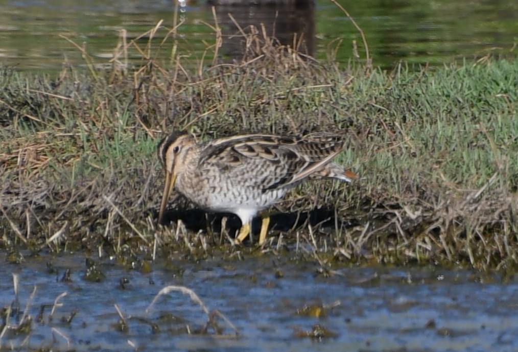 Latham's Snipe - ML644579502