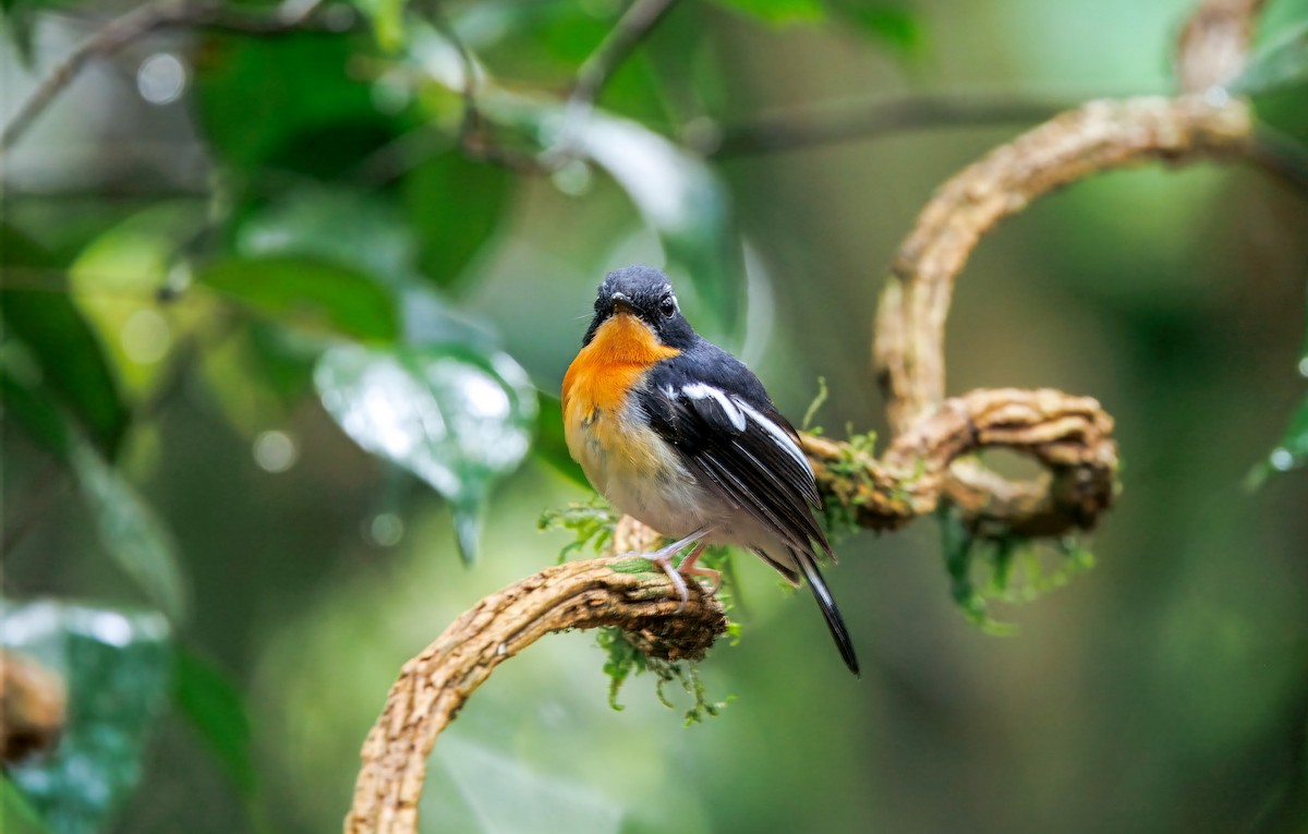 Spiegelschnäpper - ML644579514