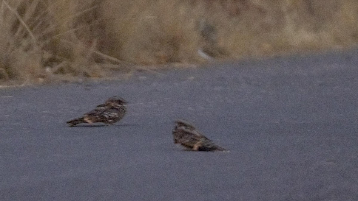 ハシナガヨタカ - ML644579515