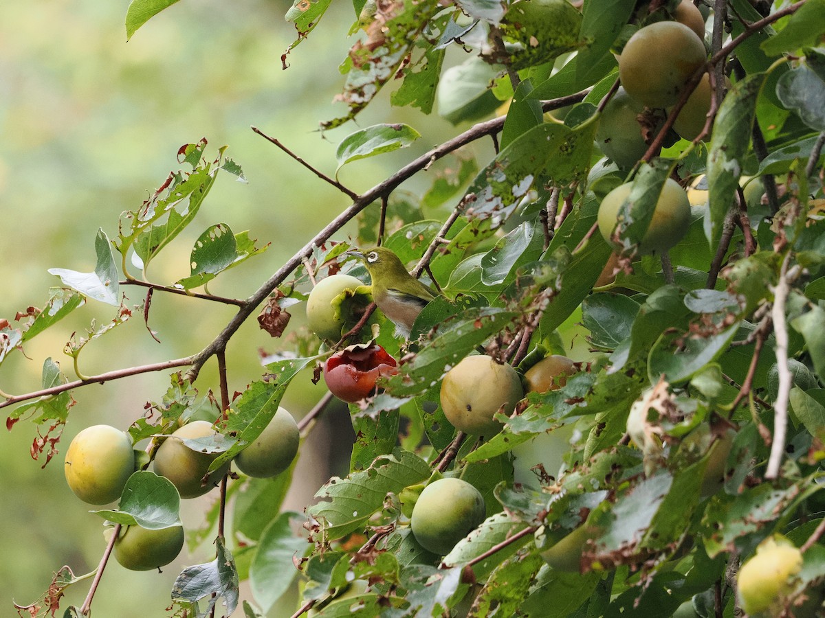 Warbling White-eye - ML644579516