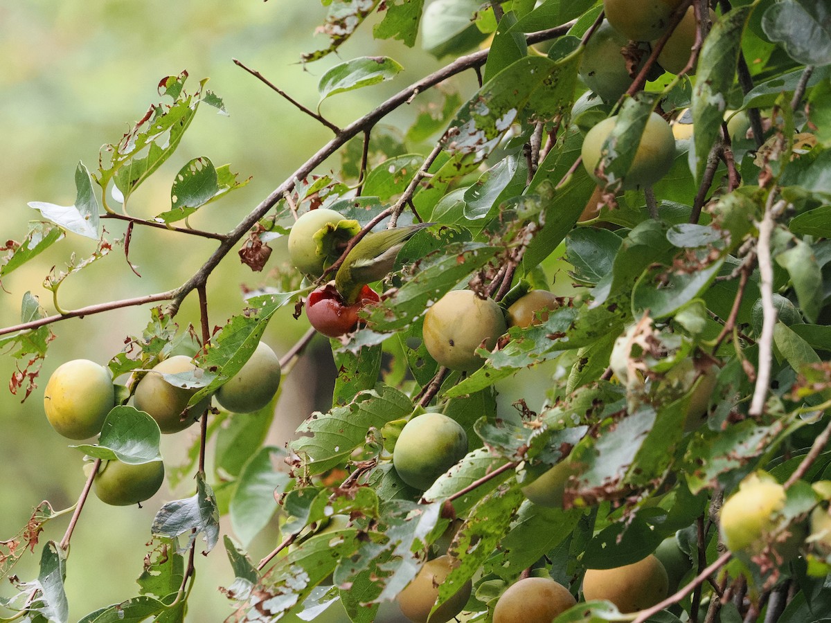 Warbling White-eye - ML644579517