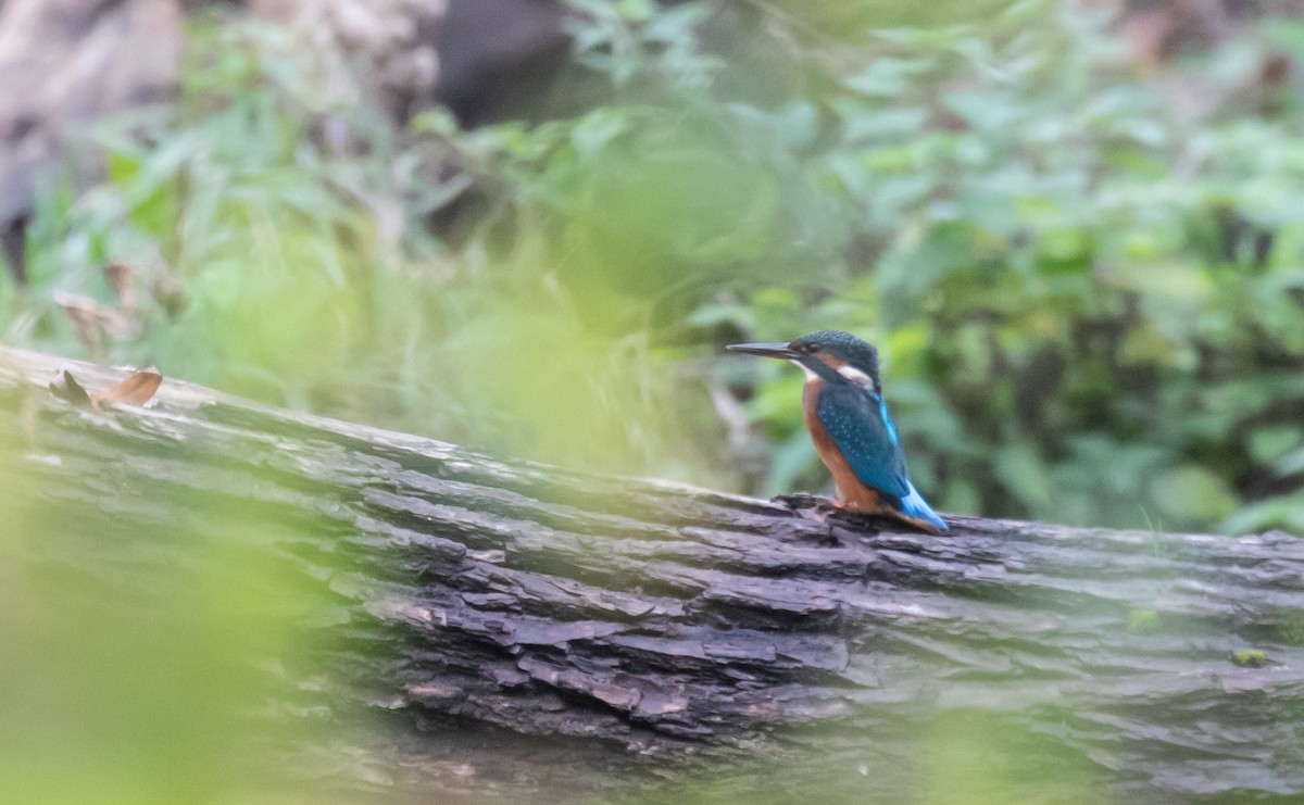 Common Kingfisher - ML644579527