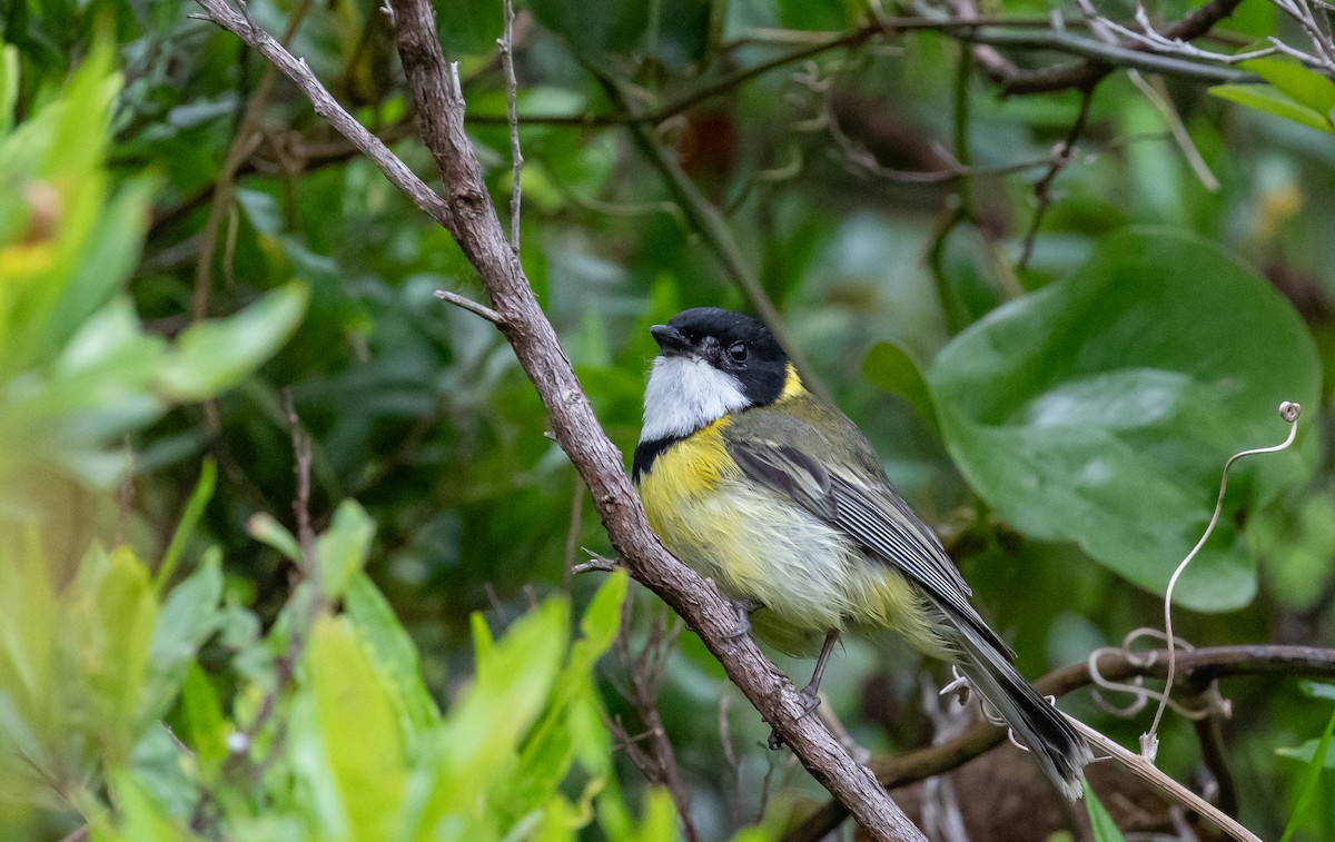 Golden Whistler (Eastern) - ML644579529