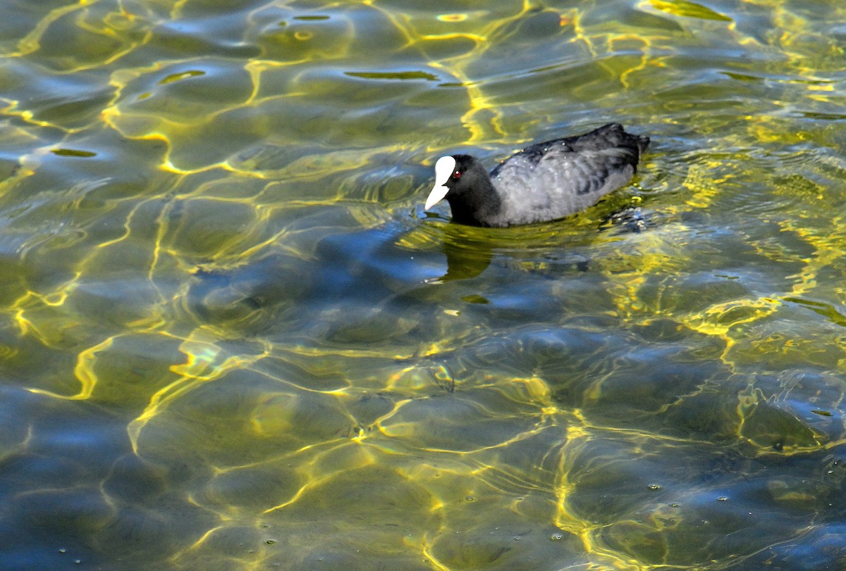 Халзан түнжүүр - ML644579535