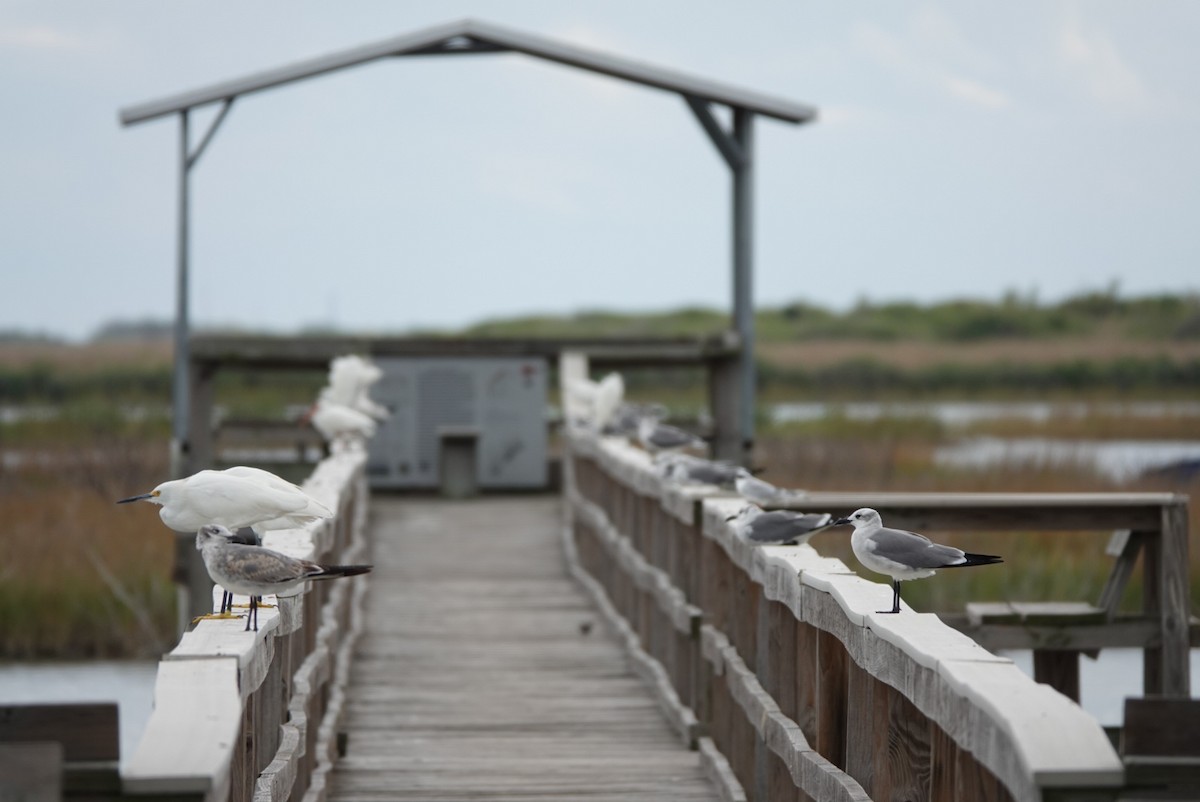 Laughing Gull - ML644579542