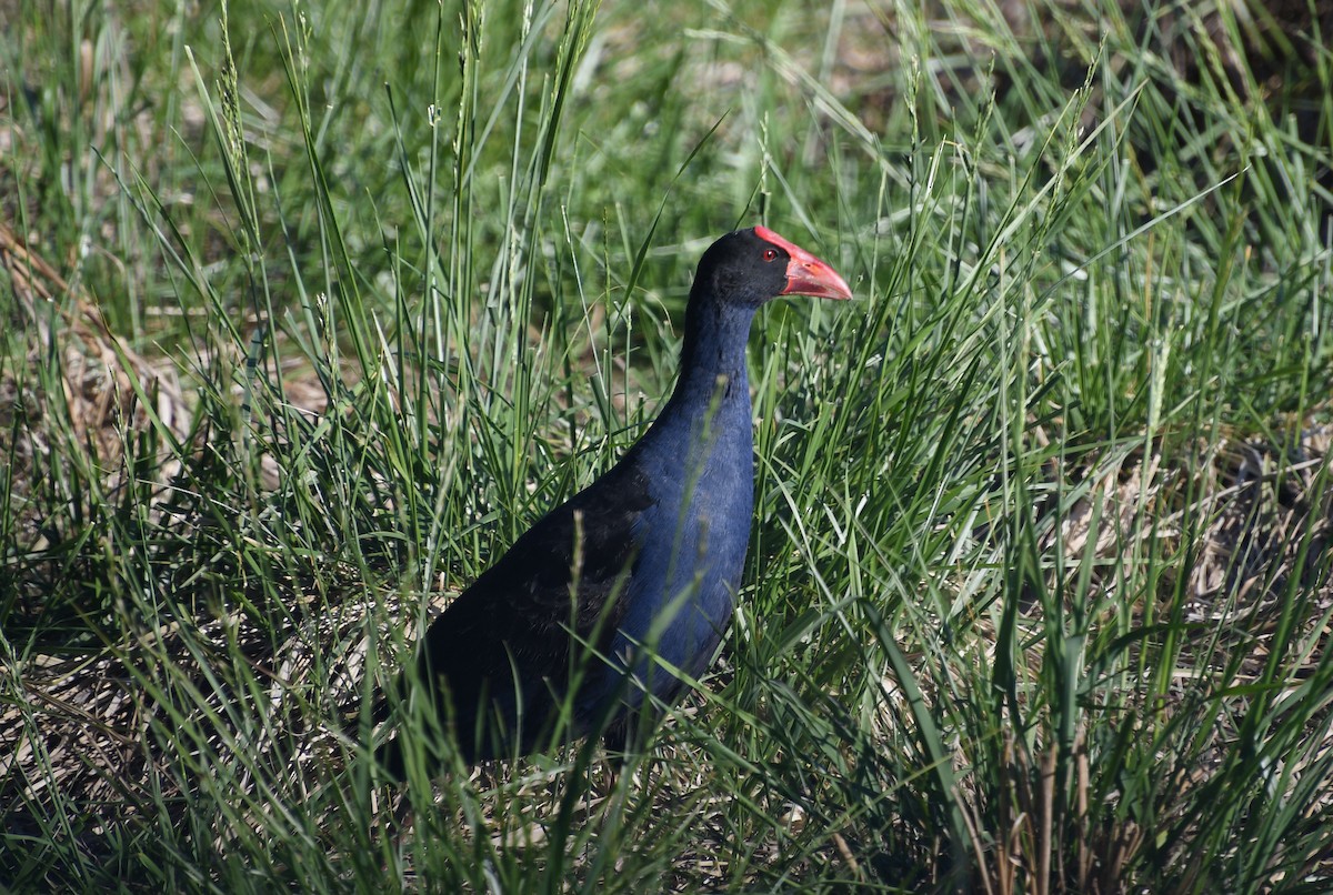 Australasian Swamphen - ML644579544