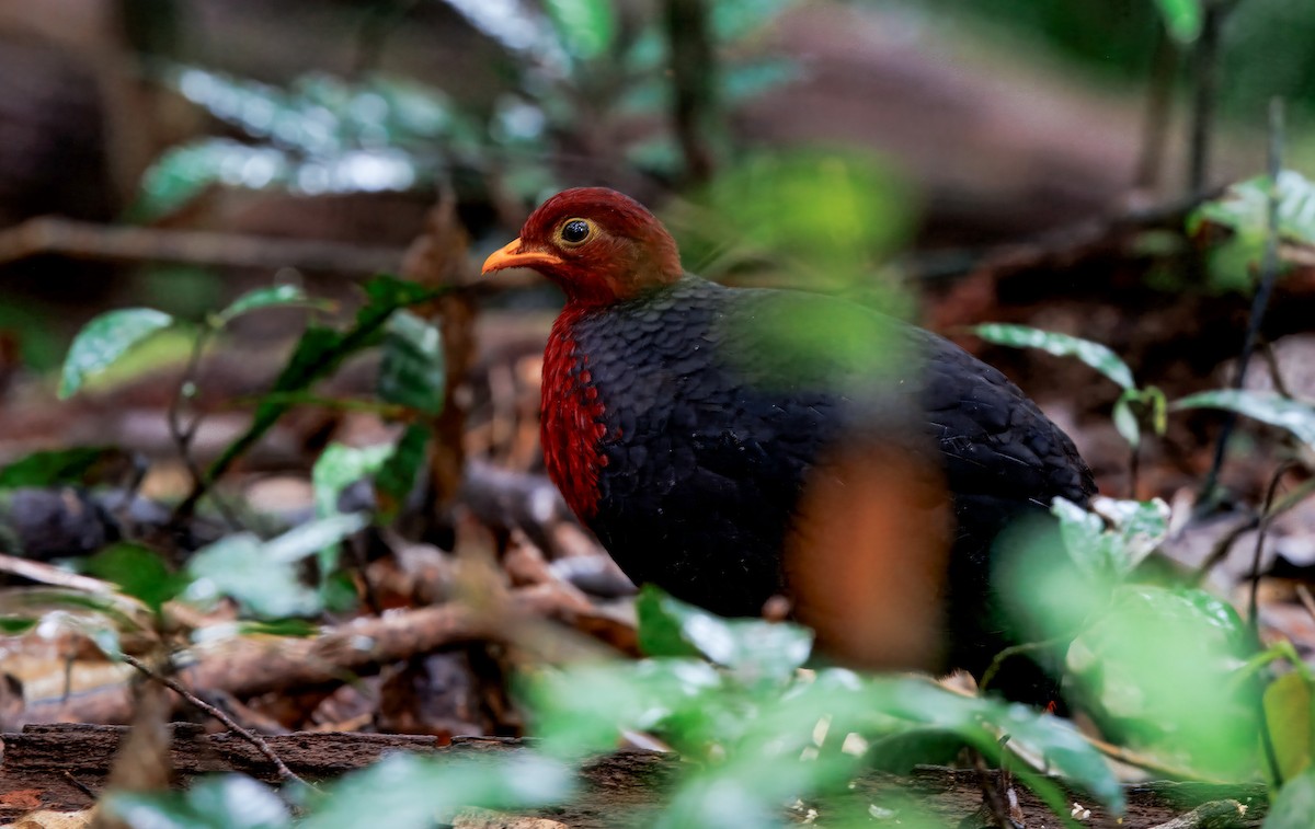 Crimson-headed Partridge - ML644579545