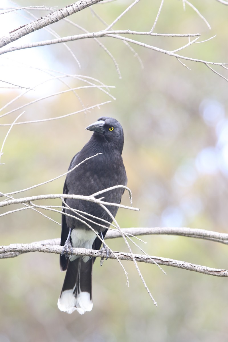 Pied Currawong - ML644579547