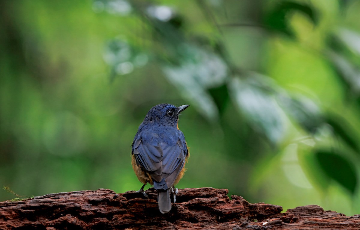 Dayak Blue Flycatcher - ML644579549