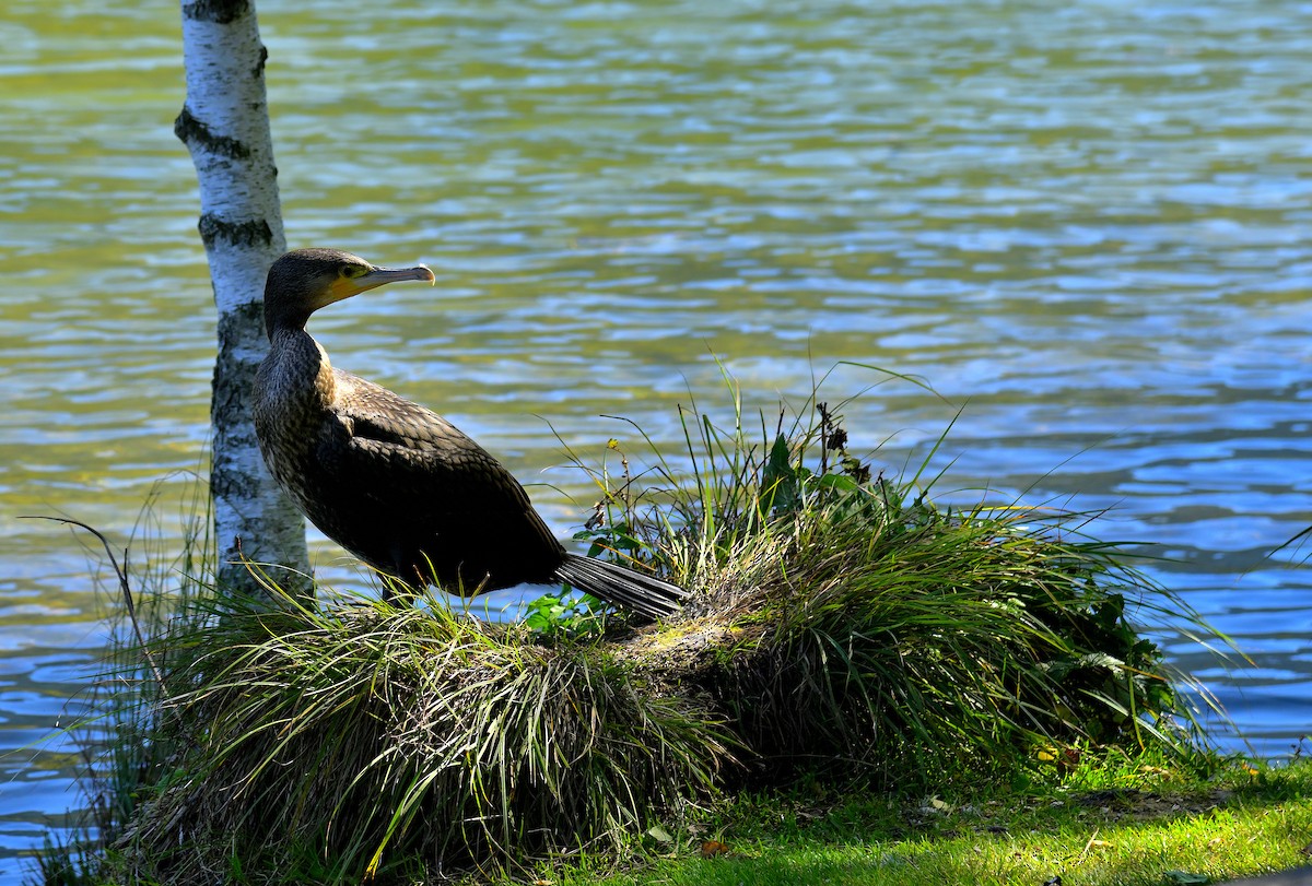 Тураг гогой - ML644579551