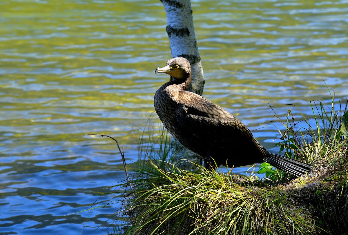 Тураг гогой - ML644579552