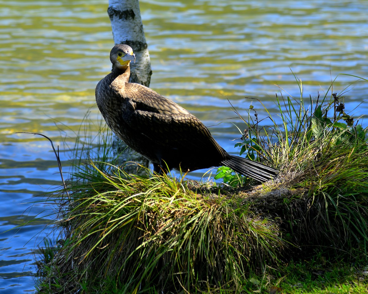 Тураг гогой - ML644579553