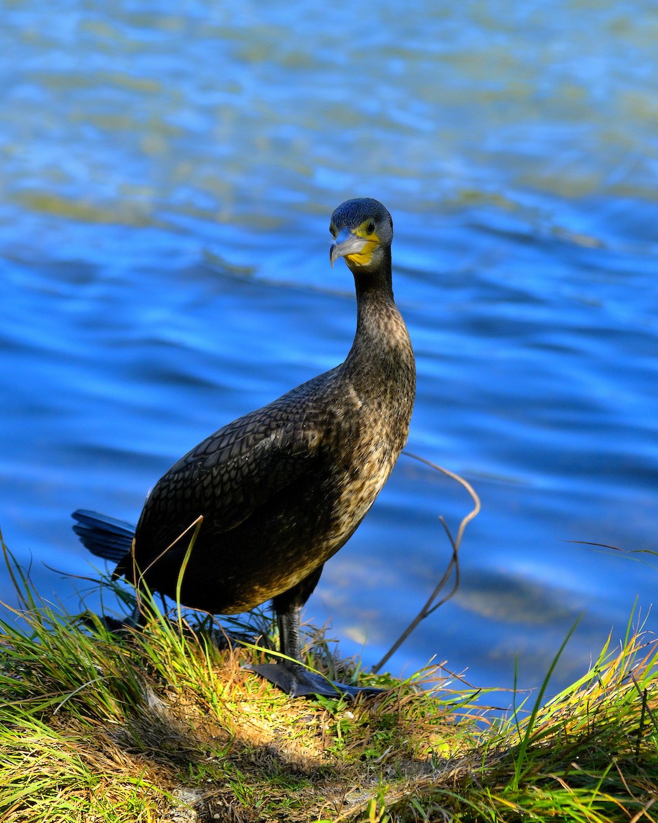 Тураг гогой - ML644579554