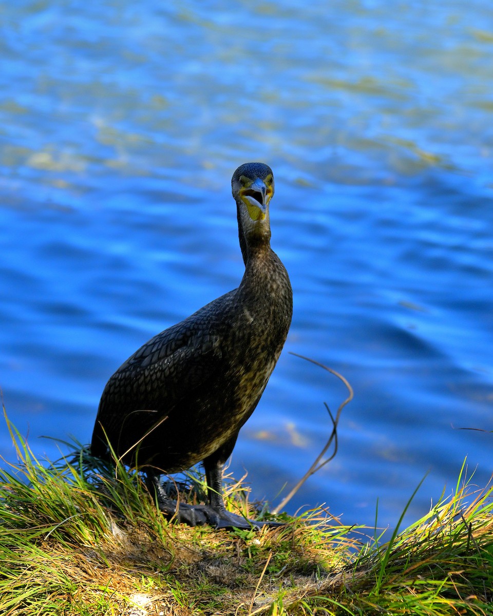 Тураг гогой - ML644579555